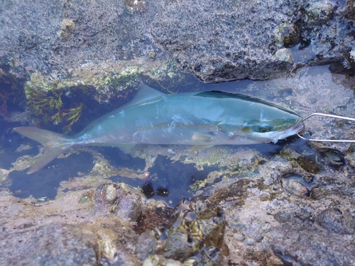 イナダの釣果