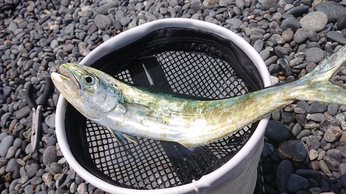 シイラの釣果