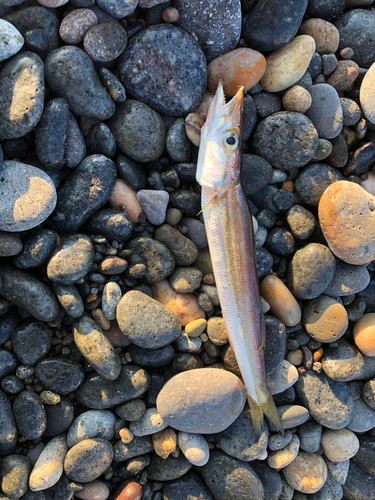 カマスの釣果