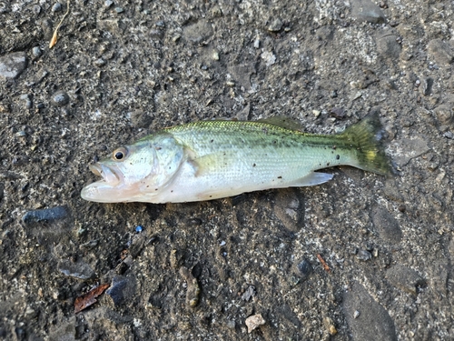 ラージマウスバスの釣果