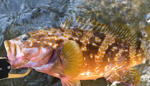 アコウの釣果