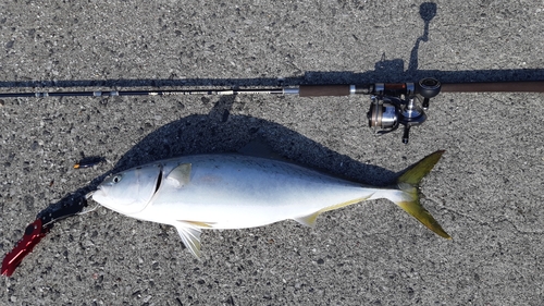 ブリの釣果