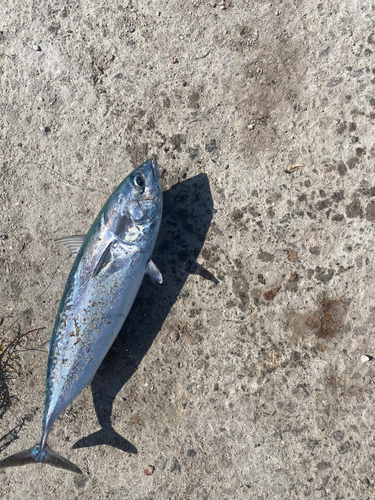 ソウダガツオの釣果