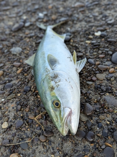 イナダの釣果