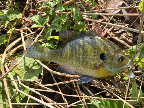 ブルーギルの釣果