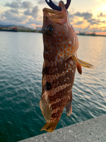 キジハタの釣果