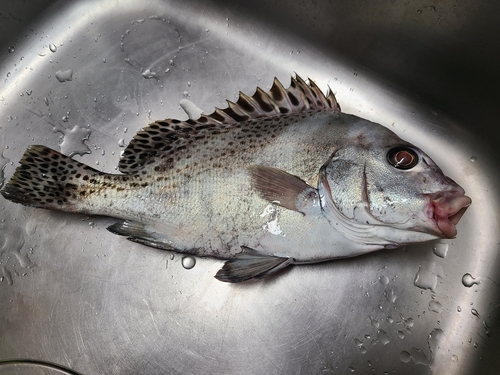 コショウダイの釣果