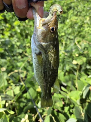 ラージマウスバスの釣果