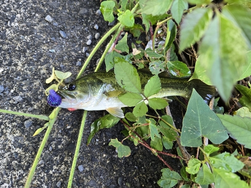 ラージマウスバスの釣果