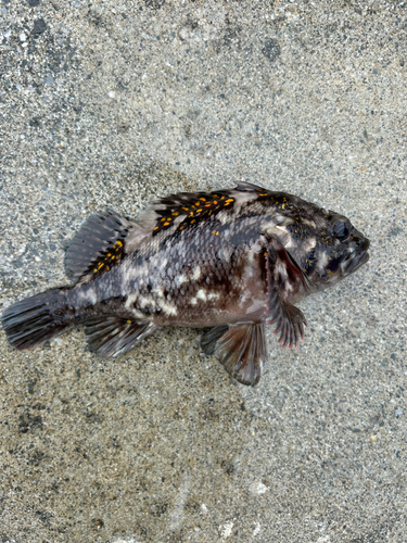 オウゴンムラソイの釣果