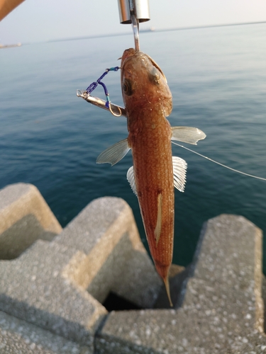 エソの釣果