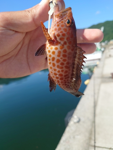 オオモンハタの釣果