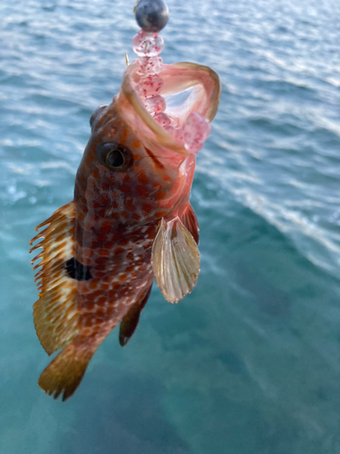 キジハタの釣果