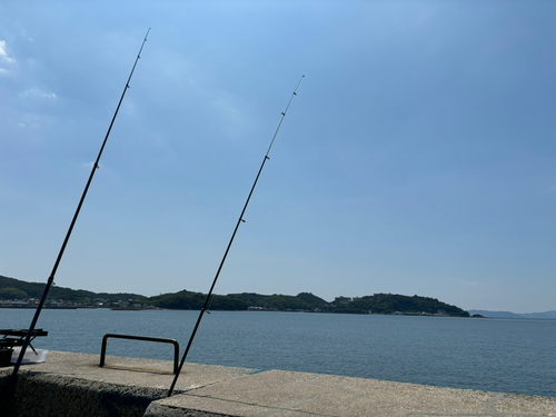 シロギスの釣果