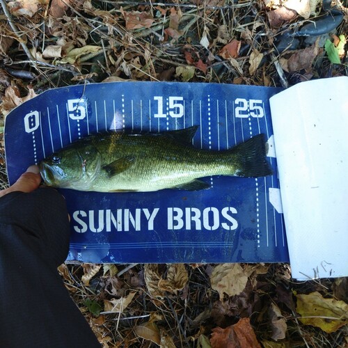 ブラックバスの釣果