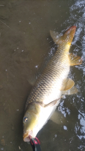 コイの釣果