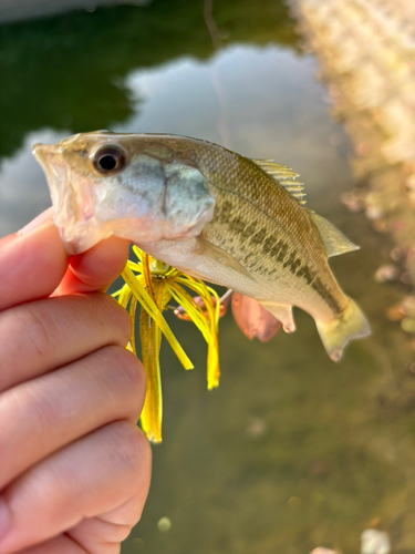 ブラックバスの釣果