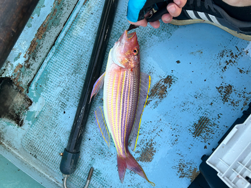 イトヨリダイの釣果