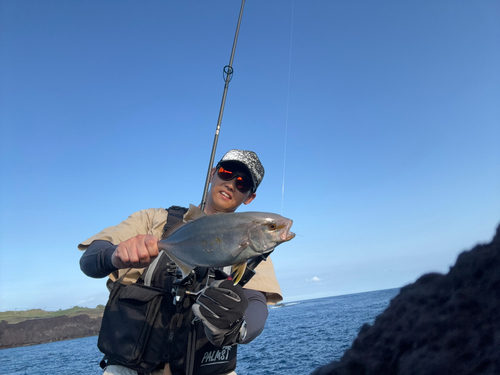 ショゴの釣果