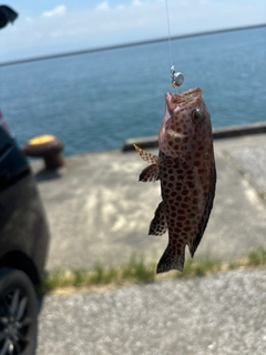 ハタの釣果