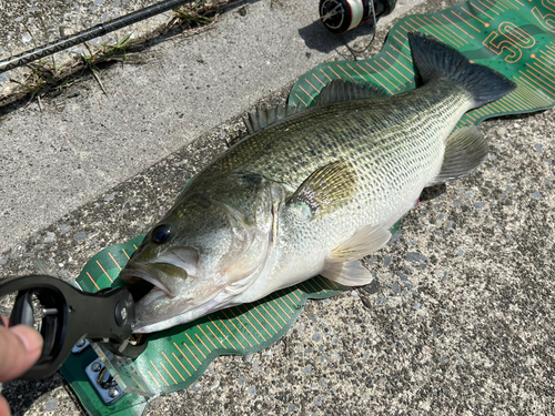 ブラックバスの釣果