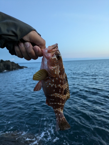 キジハタの釣果