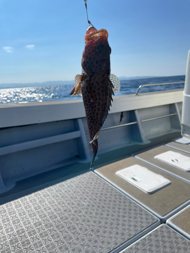 オオモンハタの釣果