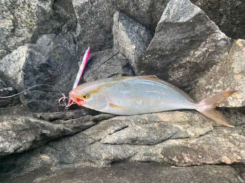 ショゴの釣果