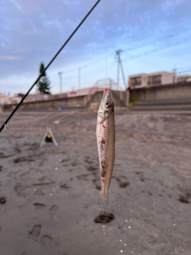 キスの釣果