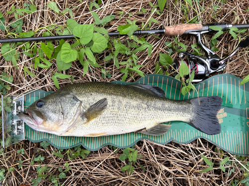 ブラックバスの釣果