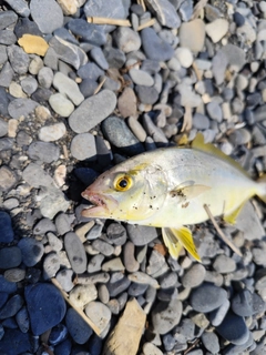 ショゴの釣果