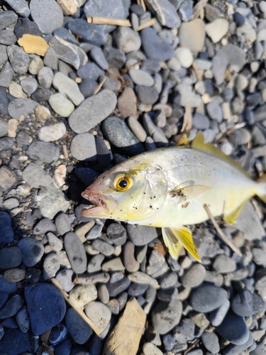 ショゴの釣果