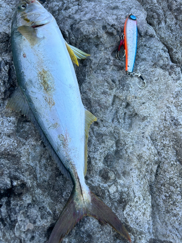 ヒラマサの釣果