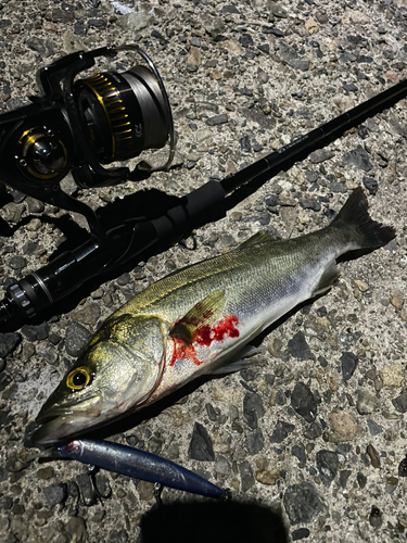 シーバスの釣果