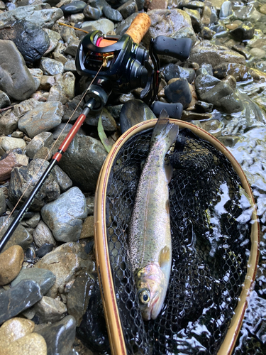 ニジマスの釣果