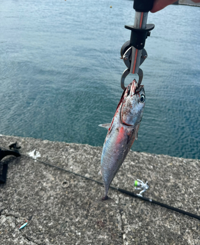 ソウダガツオの釣果