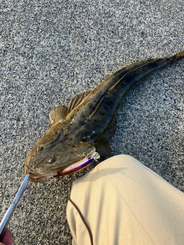 マゴチの釣果