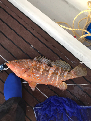 アコウの釣果