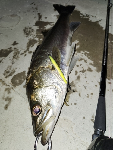 シーバスの釣果