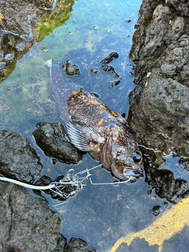 オウゴンムラソイの釣果