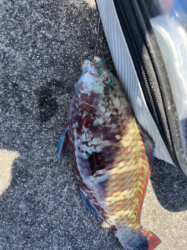 オビブダイの釣果