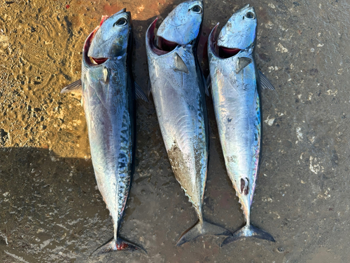 ソウダガツオの釣果