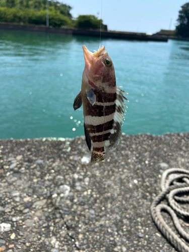 アオハタの釣果