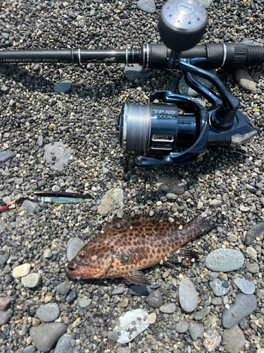 オオモンハタの釣果