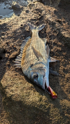 チヌの釣果