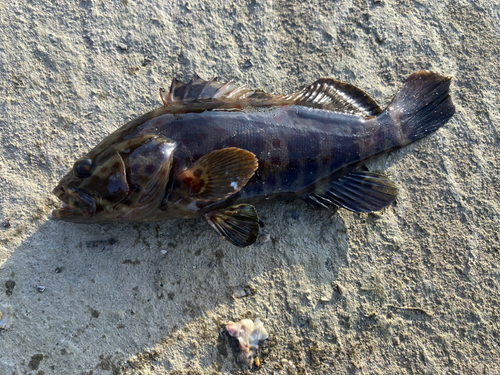 チャイロマルハタの釣果