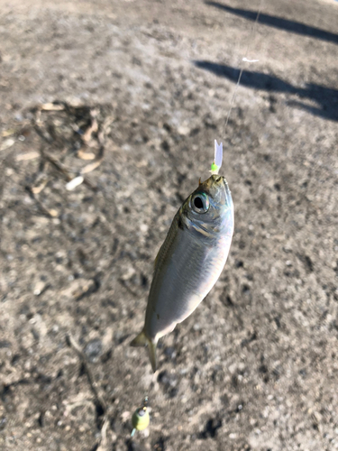 ママカリの釣果