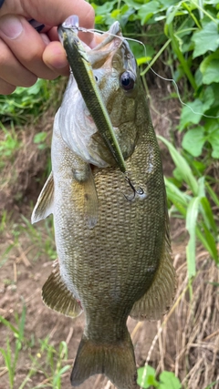 スモールマウスバスの釣果