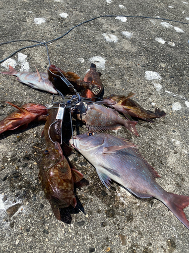 タイの釣果