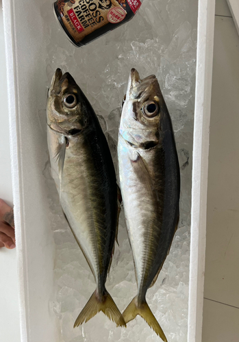 マアジの釣果